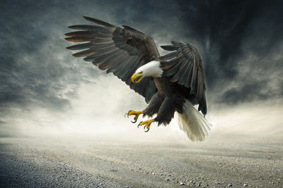 Ljuddämpande tavla - The eagle during the storm