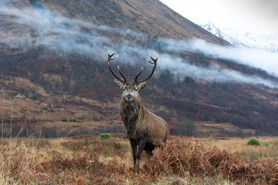 Ljuddämpande tavla - The majestic deer against