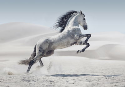 Ljuddämpande tavla - Horse in the desert