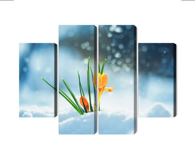 Ljuddämpande tavla - Yellow crocuses breaking