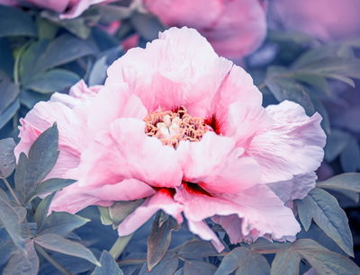 Ljuddämpande tavla - Peony in the garden