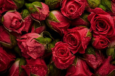 Ljuddämpande tavla - Roses with water drops