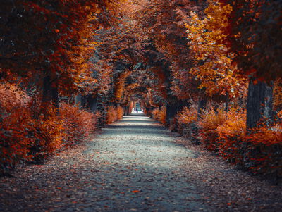 Ljuddämpande tavla - A path deep into the autumn