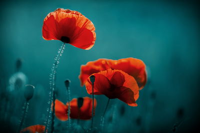 Ljuddämpande tavla - Macro poppies