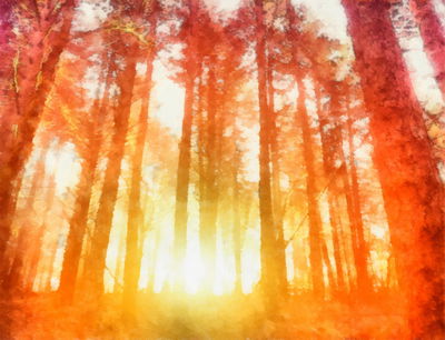 Ljuddämpande tavla - Dawn in a beautiful forest