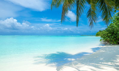 Ljuddämpande tavla - A beach in the maldives