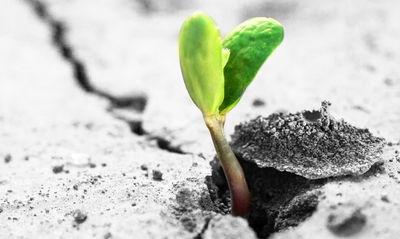 Ljuddämpande tavla - 3d plant sprouting