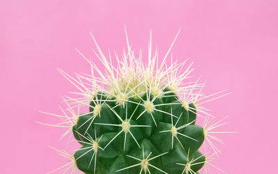 Ljuddämpande tavla - Cactus on a pink background