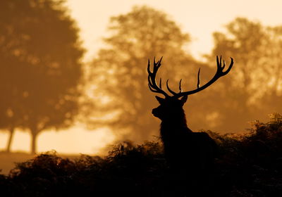 Ljuddämpande tavla - Deer in the forest