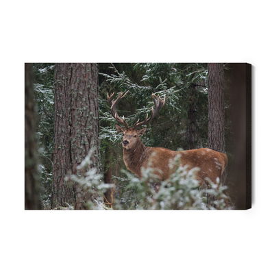 Ljuddämpande tavla - A deer with a magnificent