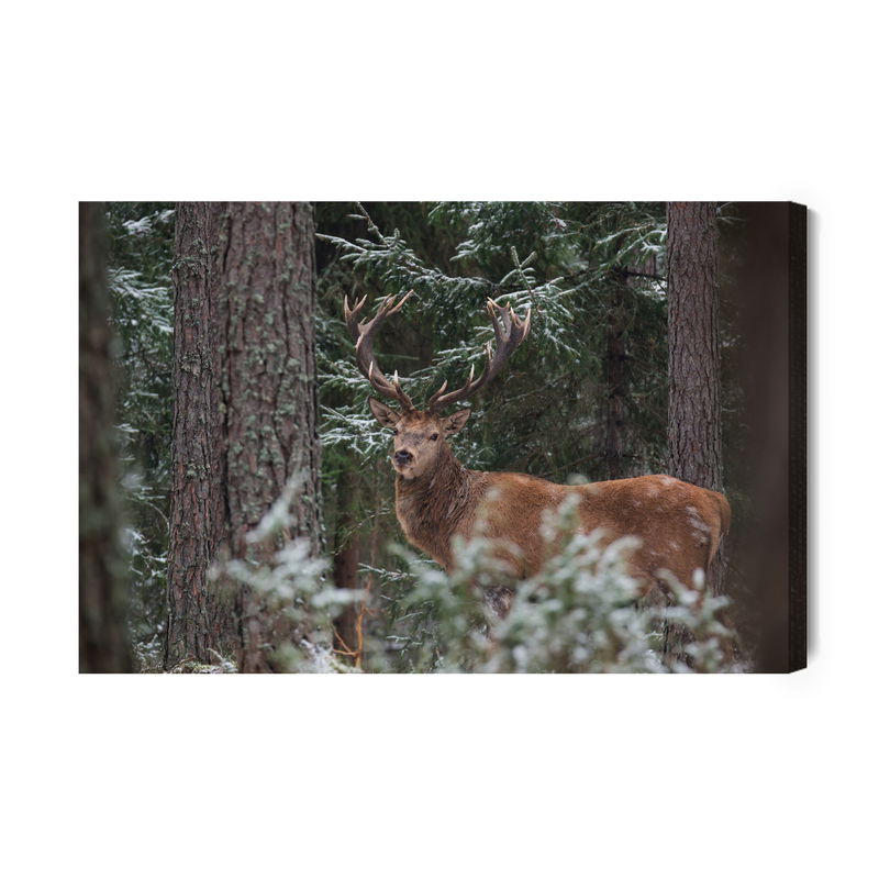 Ljuddämpande tavla - A deer with a magnificent