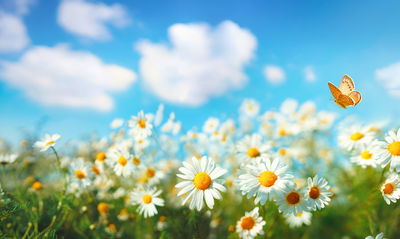 Ljuddämpande tavla - 3d daisy field