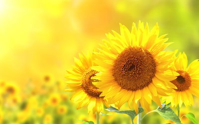 Ljuddämpande tavla - Blooming sunflowers 3d