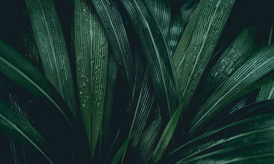 Ljuddämpande tavla - Dark green leaves on a macro