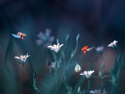 Ljuddämpande tavla - Ladybugs and wildflowers