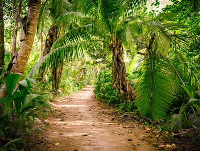 Ljuddämpande tavla - Path in a tropical 3d forest
