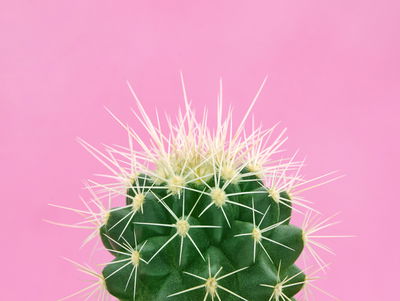 Ljuddämpande tavla - Cactus on a pink background