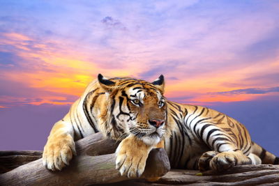 Ljuddämpande tavla - Tiger resting