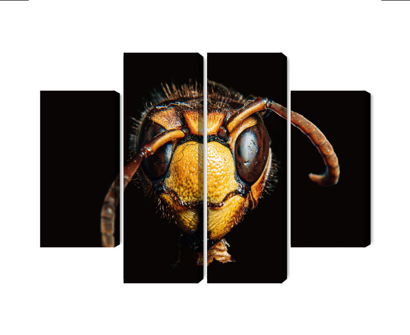 Ljuddämpande tavla - Hornet on a macro scale