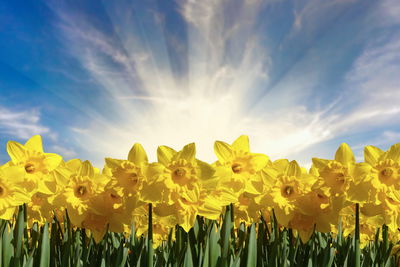 Ljuddämpande tavla - 3d daffodils field