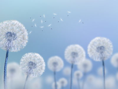 Ljuddämpande tavla - Dandelions on a blue