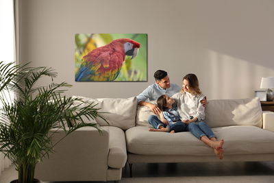 Ljuddämpande tavla - Ara parrot