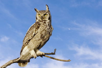 Ljuddämpande tavla - Bird of prey against the sky