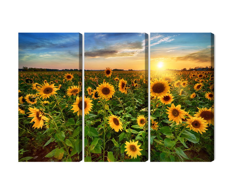 Ljuddämpande tavla - Sunflower field at sunset 3d