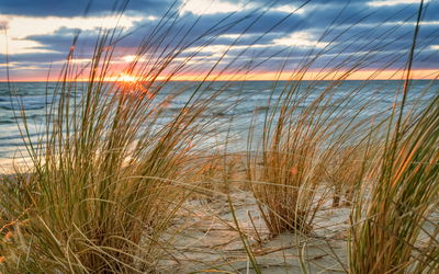 Ljuddämpande tavla - Sunrise on the beach of rügen