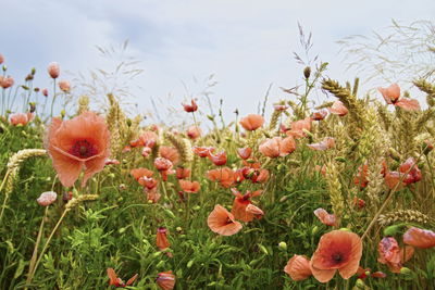 Ljuddämpande tavla - Poppies in the meadow