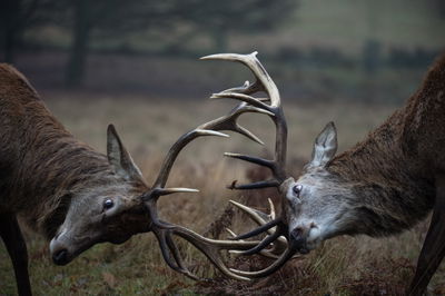 Ljuddämpande tavla - Fighting deer