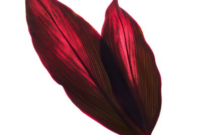 Ljuddämpande tavla - Cordyline bush leaves