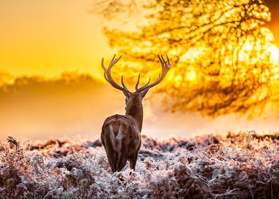 Ljuddämpande tavla - Deer at sunrise