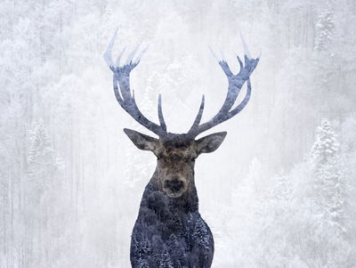 Ljuddämpande tavla - Deer in the winter 3d forest