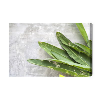Ljuddämpande tavla - Green leaves on a concrete