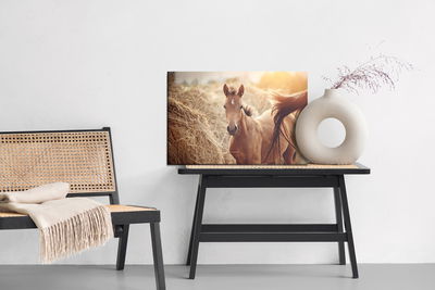 Ljuddämpande tavla - A foal on a background