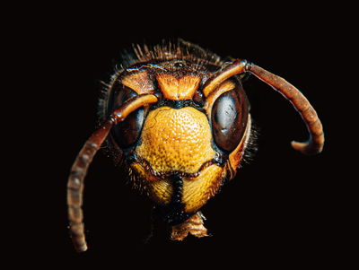 Ljuddämpande tavla - Hornet on a macro scale