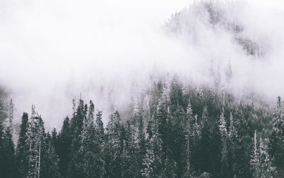 Ljuddämpande tavla - A forest shrouded in fog