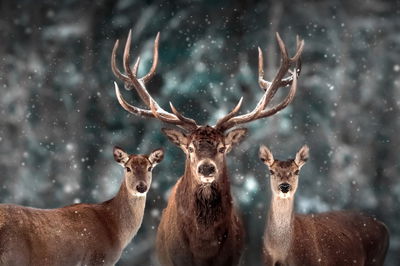 Ljuddämpande tavla - A deer and two does