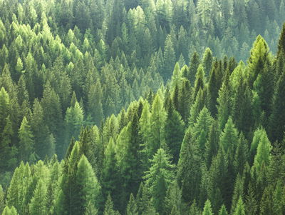 Ljuddämpande tavla - The green of the forest