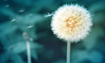 Ljuddämpande tavla - Dandelion flower close up 3d