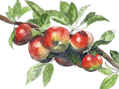 Ljuddämpande tavla - Apples on the branch