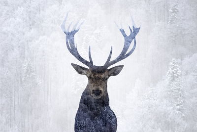 Ljuddämpande tavla - Deer in the winter 3d forest