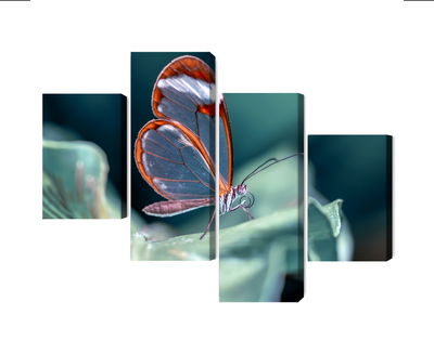 Ljuddämpande tavla - Glass-winged butterfly close