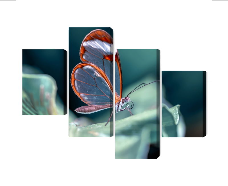 Ljuddämpande tavla - Glass-winged butterfly close