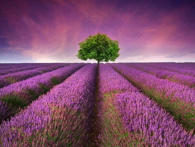 Ljuddämpande tavla - A tree in the middle of a 3d