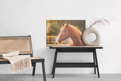 Ljuddämpande tavla - A horse in the paddock