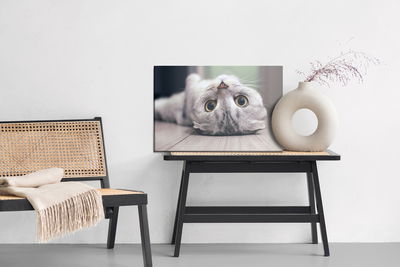 Ljuddämpande tavla - Scottish fold cat