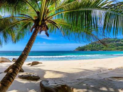 Ljuddämpande tavla - Tropical beach with 3d palm