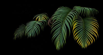 Ljuddämpande tavla - Tropical palm leaves